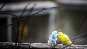 Love birds, , Breathtaking scenes, Feathered harmony HD wallpaper