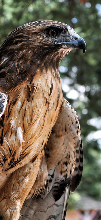 Beautiful hawk, Majestic creature, Wildlife graphy HD phone wallpaper