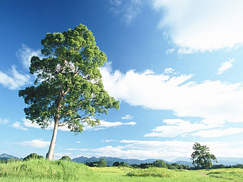 Tree, trees, summer, nature, green HD wallpaper