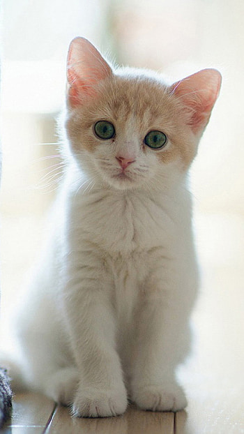 Cute cat 04 Galaxy Note 4 HD phone wallpaper