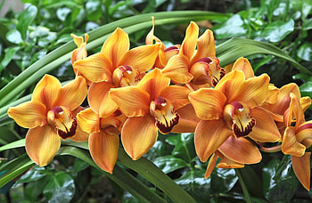 Flowers, Leaves, Branch, Greens, Orchids HD wallpaper