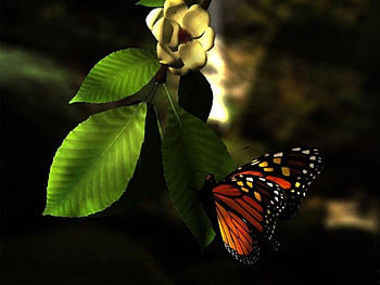 BUTTERFLY, cool, colorful, nature HD wallpaper