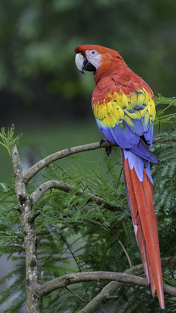 Parrot, Colorfull HD phone wallpaper