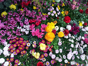 Flowers, Flower Bed, Flowerbed, Flora HD wallpaper
