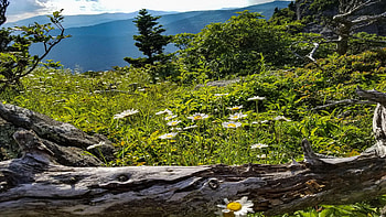 Grandfather Mountain, North Carolina, landscape, trees, sky, flowers, usa, stones HD wallpaper