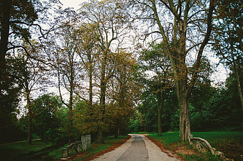 Nature, Trees, Autumn, Paris, Park, Path HD wallpaper