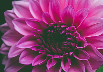 Flowers, Pink, Flower, Petals HD wallpaper
