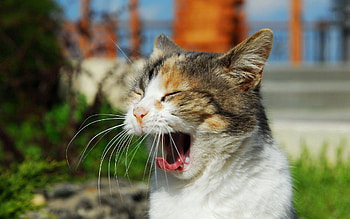 Animals, Cat, Muzzle, Sunlight, To Yawn, Yawn, Scream, Cry HD wallpaper