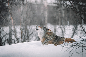 Animals, Snow, Predator, Wolf, Wildlife, Howl HD wallpaper