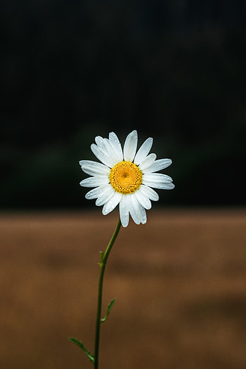 Flowers, Camomile, Flower, Petals, Focus, Chamomile HD phone wallpaper
