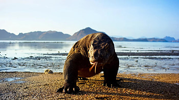 Komodo Island, Planet Earth II, capability, Techradar HD wallpaper