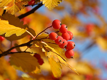Plants, Autumn, Leaves, Berries HD wallpaper