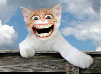 Happy Cat, animal, cat, smiling HD wallpaper