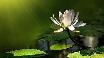 Plants, Flowers HD wallpaper