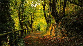 forest, trees, cool, nature HD wallpaper