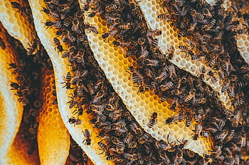 Detailed shot of honeybees on honeycomb showcasing nature's intricate patterns and teamwork. HD wallpaper