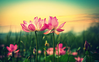 Lotus flower , Artistic design, Floral perfection, Refreshing visuals HD wallpaper