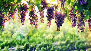 Grapes, fruit, nature, food HD wallpaper