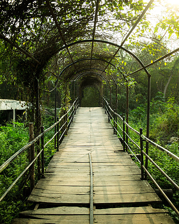 Miscellanea, Miscellaneous, Garden, Arch, Tunnel, Passage HD phone wallpaper