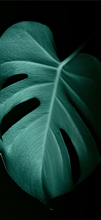 Green Leaf, Dark green leaf , Dark green leaf backgrounds HD phone wallpaper