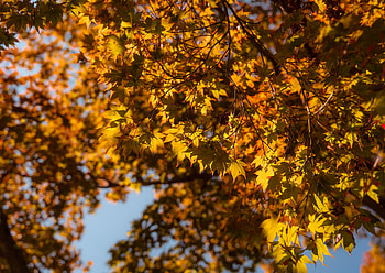 Nature, Autumn, Leaves, Branch, Maple HD wallpaper
