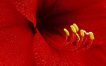 Flower, Macro, Petals, Stamens HD wallpaper