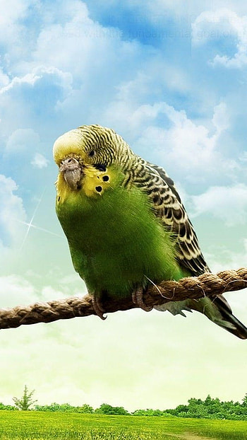 Love Birds, Beautiful, Birds Poster HD phone wallpaper