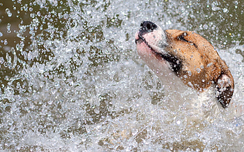 Animals, Water, Dog, Spray HD wallpaper
