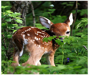Little one, fawn, deer, baby, forest, spotted HD wallpaper