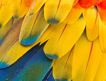 Feather, Macro, Multicolored, Motley HD wallpaper