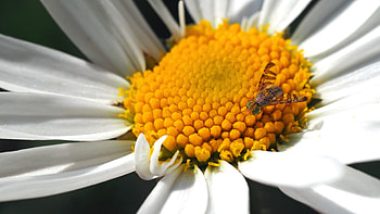 Camomile, Macro, Insect, Chamomile HD wallpaper