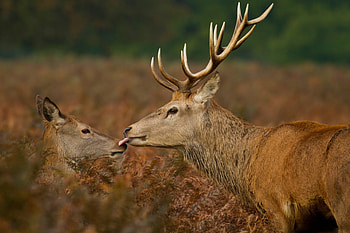 Deers, animal, cute, care, deer HD wallpaper