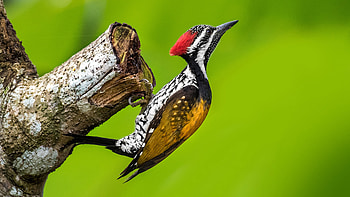 Black-rumped flameback, Woodpecker HD wallpaper