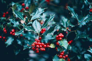 Leaves, Berries, Bush, Macro, Branch HD wallpaper