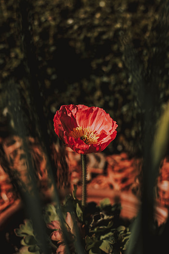 Flower, Macro, Petals, Blur, Smooth HD phone wallpaper