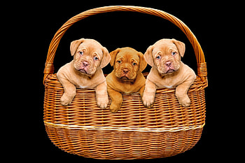 Puppies, animal, dog, basket, puppy, brown, cute, paw, caine HD wallpaper