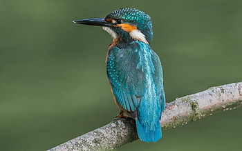 Kingfisher, branch, bird, macro HD wallpaper