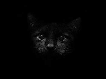 Animals, Cats HD wallpaper