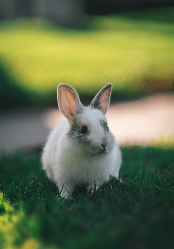 Animals, Grass, Fluffy, Sweetheart, Nice, Rabbit HD phone wallpaper