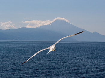 White bird, flight, sea, seagull HD wallpaper