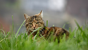 Animals, Grass, Cat, Brown, Striped, Pet HD wallpaper