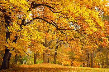 Autumn forest, autumn, nature, tree, fall HD wallpaper