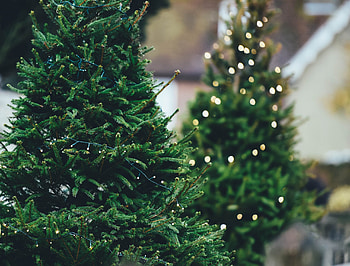 Fascinating facts, Fir trees, Interesting trivia, Nature's wonders HD wallpaper