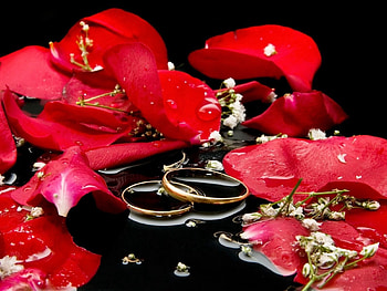 Love, Rings, Rose Flower, Rose, Petals HD wallpaper
