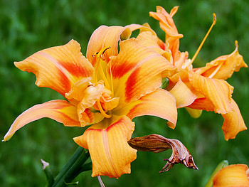 Beautiful Lily, graphy, Summer, Lilies, Flowers, Nature HD wallpaper