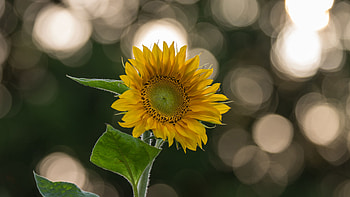 Yellow Sunflower Petals Green Leaves Plant In White Lights Blur Bokeh Background Flowers HD wallpaper