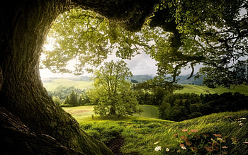 Tree and Fields, landscape, fields, green, tree HD wallpaper