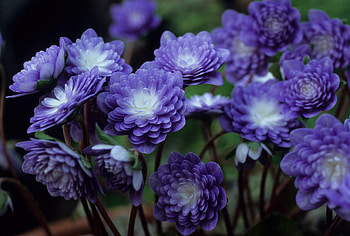 Purple flowers, purple, flower, purple flower, nature, flowers HD wallpaper