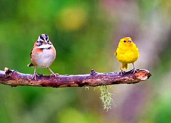 Beautiful Birds, colorful, beautiful, birds HD wallpaper