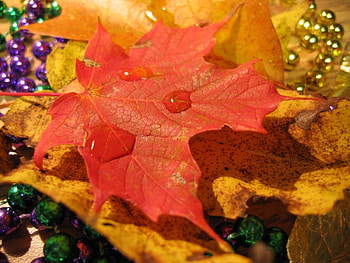 Plants, Background, Autumn, Leaves, Drops HD wallpaper